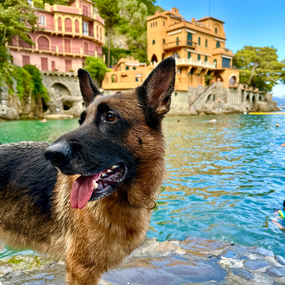 dog at Baia Cannone