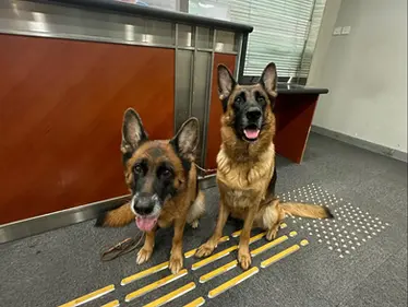 Tips for Stress-Free Pet Relocation to Hong Kong