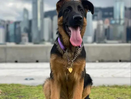 happy german shepherd standing over hong kong view