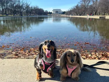 Expert Guide to Moving Pets Overseas