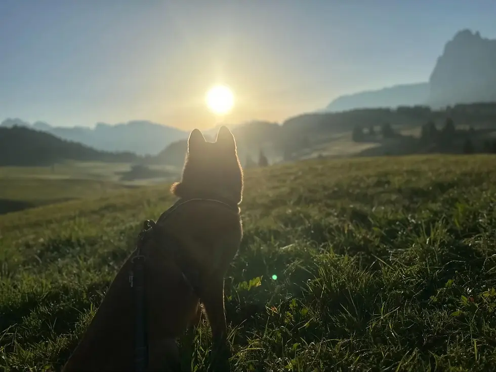 dog sitting on a grassy field watching the sunset over the mountains