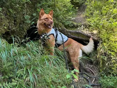 Enjoy Top 2 Dolomites Lakes with Your Furry Friends