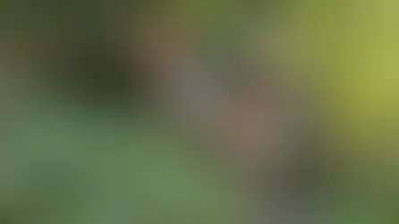 Enjoy Top 2 Dolomites Lakes with Your Furry Friends