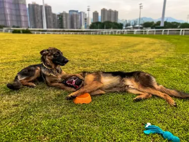10 Dog Park in Hong Kong Pet Owners Should Explore
