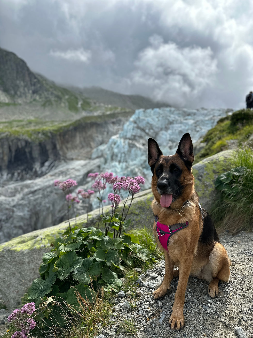 illustration of german shepherd on a cliff