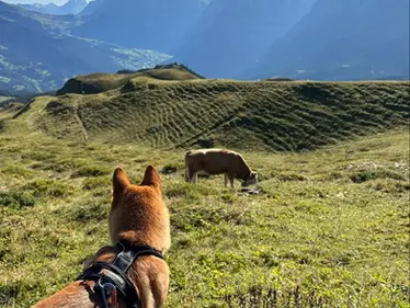 Plan A Dog-Friendly Vacation to Grindelwald