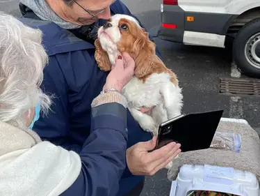 dog reunion with owner