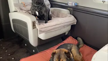 How to Travel in a Private Jet with a Dog?