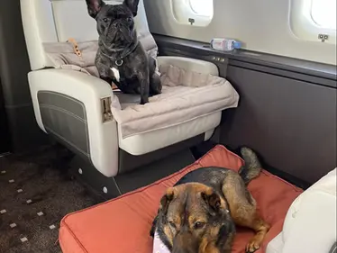 How to Travel in a Private Jet with a Dog?