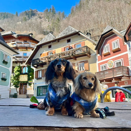 5 Top Rabies-Free Countries to Visit Safely