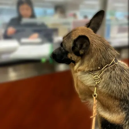 All You Need to Know about Relocation Papers for Dogs
