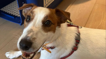 How To Crate Train A Dog Easily: A Step-by-Step Guide