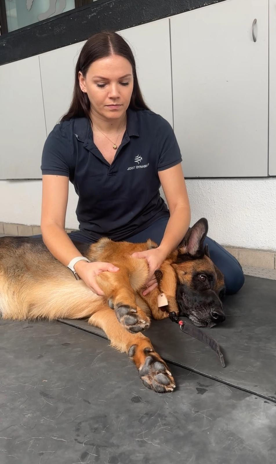 german shepherd on a physiotheraphy session