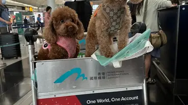 Recommended Airlines That Allow Dogs in Cabin