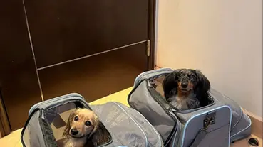 International Travel with Dog: A Complete Guide