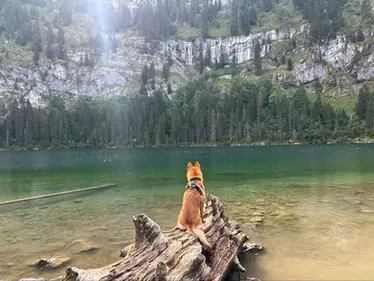 How to Travel With a Dog Internationally: Expert Tips!