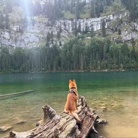 How to Travel With a Dog Internationally: Expert Tips!