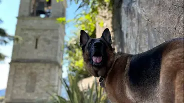 Pet-Friendly Italy: Travelling to Italy with A Dog