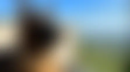 Northern Italy Itinerary: Best Spots to Visit with Your Dog