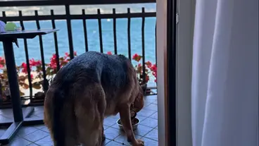 What Is The Best Time to Feed a Dog? And How Often?