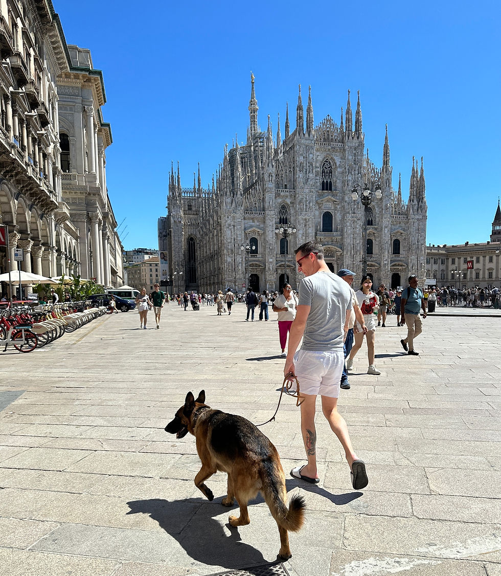 Dog in Milan