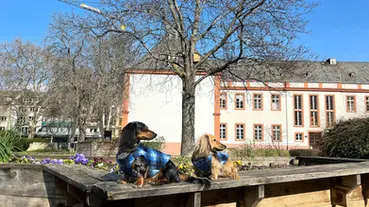 Bringing A Dog to Europe: Step by Step