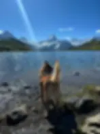 dog on lake side
