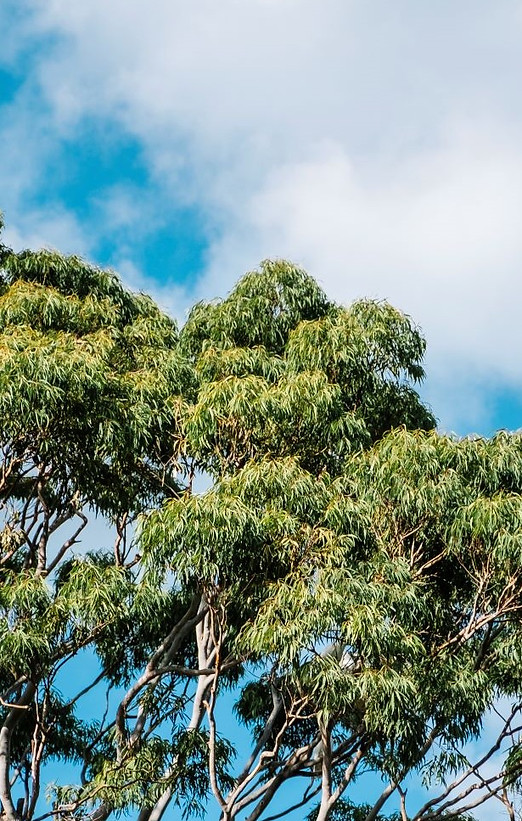 gumtree-types-scaled-1.jpg
