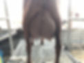 IMG_5288.jpeg