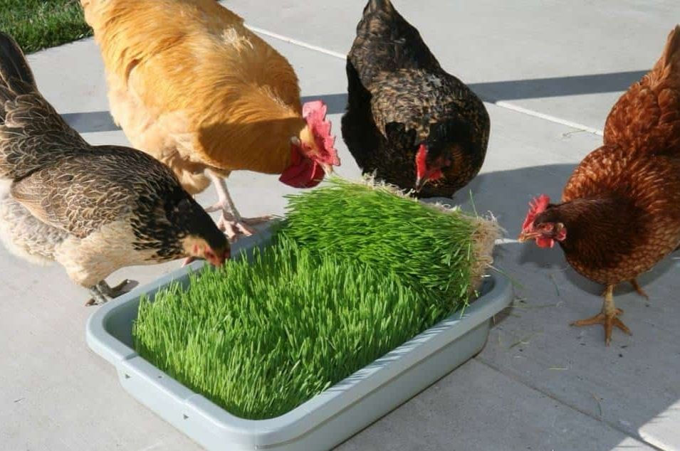 62209975_2294736340607073_2009144310468968448_n