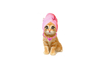 catTRANSPARENT (1).png