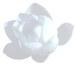 whiteorchid.gif