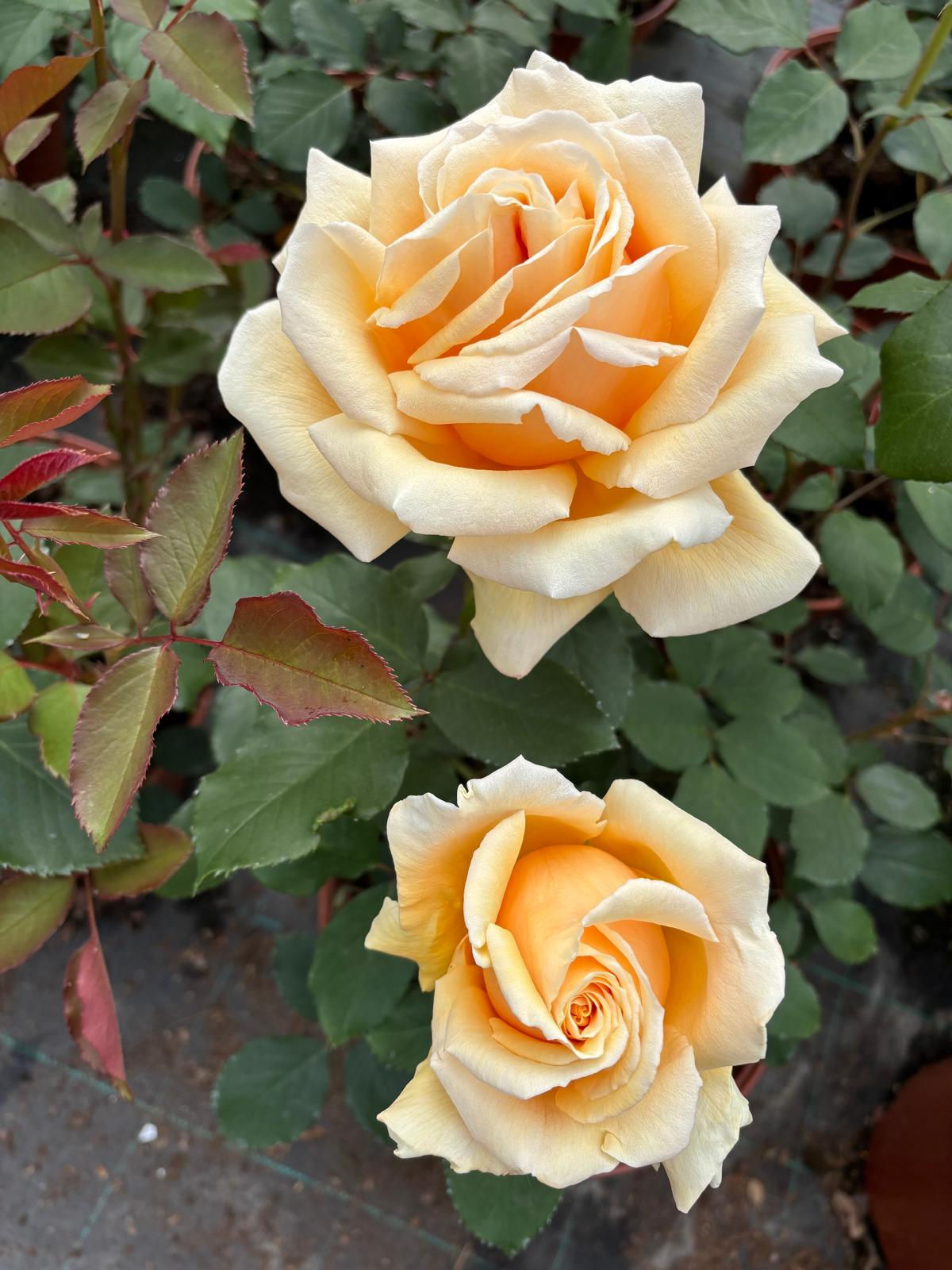 Rosa "Valencia" (KOReklia)