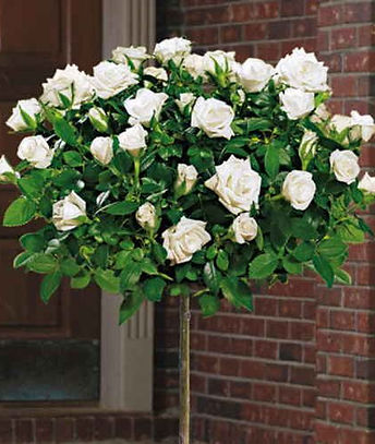 Standard Rose.jpg