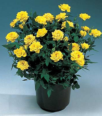 Miniature Rose.jpg