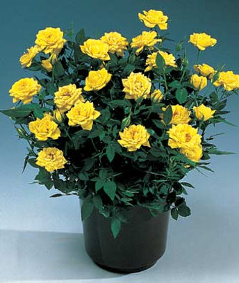 Miniature Rose.jpg