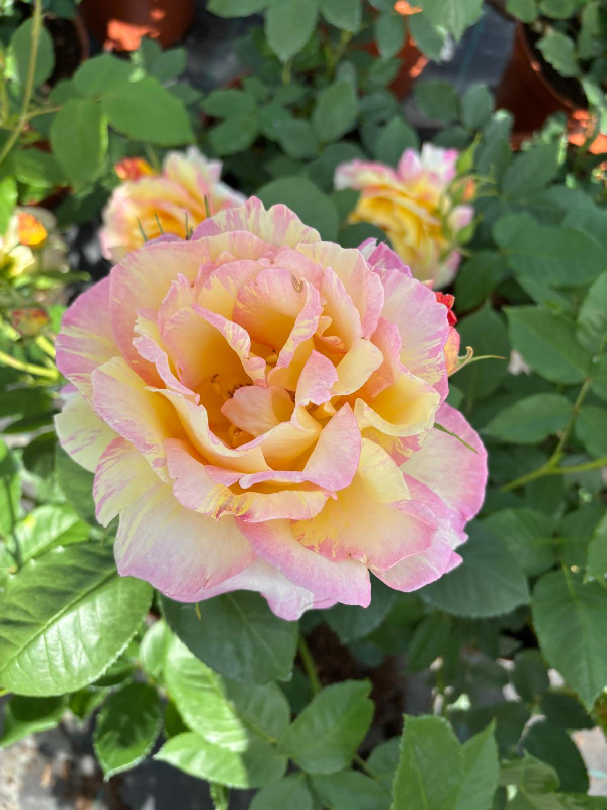 Rosa "Rose de Cisterciens" (DELalre)