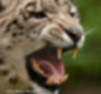 Snow_Leopard_080513_0776