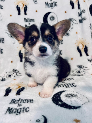 Rori X Remi (both retired)