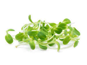 Sunflower Shoots