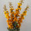 Thumbnail: Delphinium Spray
