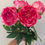 Thumbnail: Real Touch Peony