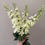 Thumbnail: Delphinium Spray