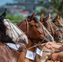 Litoral Norte Gaúcho realiza Exposição Passaporte do Cavalo Crioulo nesta semana