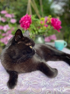 Schwarzer Karter im Garten