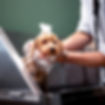 Hachi-LowRes-208_edited.jpg