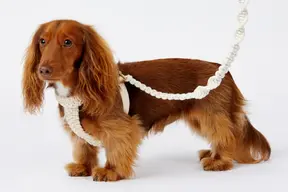 Sebastian_Says_Navigation_26_harnesses_700x450.webp