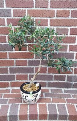 №2 オリーブBONSAI　売約済み