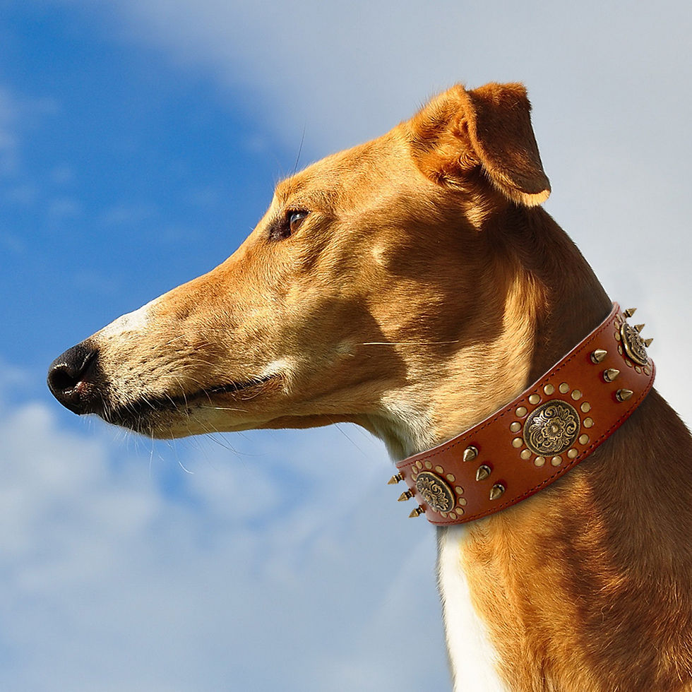 Thumbnail: Spiked Studded Leather Large Pet Dog Collar Durable Genuine Leather  