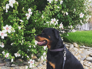 Odin